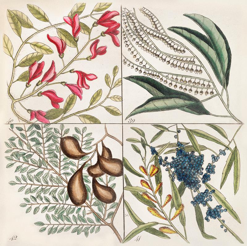 Sorrel Tree (Frutex follis oblongs acuminatis) and Acacia with rofe-colored flowers (Pseudo-acacia bifpida floribus rofeis, Candle-berry Myrtle (Myrtus Brabantice fimilis Carolinenfis) from The Natural History of Carolina, Florida, and the Bahama Islands (1754) by Mark Catesby (1683-1749). Sorrel Tree (Frutex follis oblongs acuminatis) and Acacia with rofe-colored flowers (Pseudo-acacia bifpida floribus rofeis…