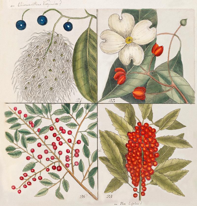 23. Dogwood Tree (Cornus Was Virginiana 24. Fringe Tree (Amelanchior Virginiana) 25. Dahoon Holly (Agrifolium Carolinenfe) 26. Yapon (Caffena vera Floridanorum) from The Natural History of Carolina, Florida, and the Bahama Islands (1754) by Mark Catesby (1683-1749). 23. Dogwood Tree (Cornus Was Virginiana 24. Fringe Tree (Amelanchior Virginiana) 25. Dahoon Holly (Agrifolium Carolinenfe)…