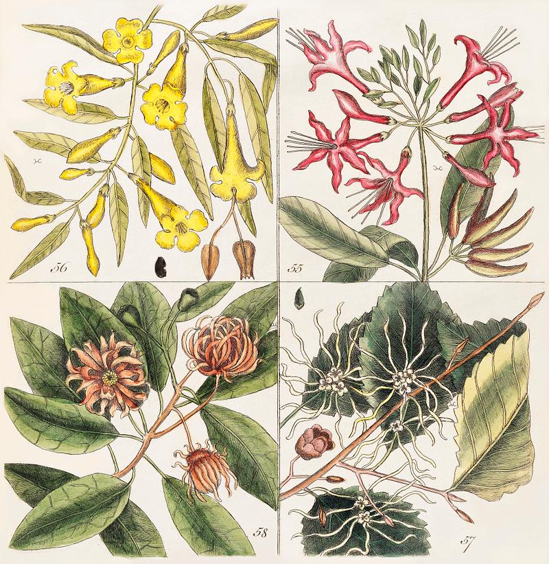 Upright Honey-fuckle (Ciflus Virginiana), Yellow Jasmine (Falminum lute odoratum Virginiana), Hamamelis, Frutex corni foliis from The Natural History of Carolina, Florida, and the Bahama Islands (1754) by Mark Catesby (1683-1749). Upright Honey-fuckle (Ciflus Virginiana), Yellow Jasmine (Falminum lute odoratum Virginiana), Hamamelis, Frutex corni foliis…