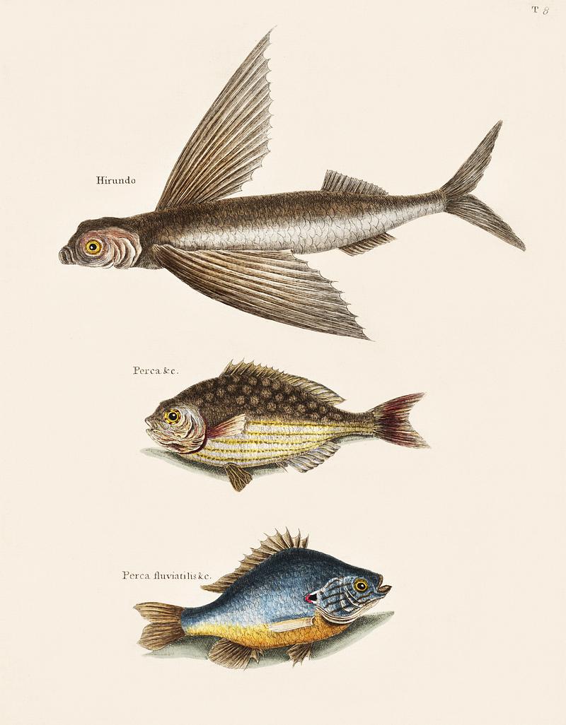 Flying Fish (Hirundo), Rudder Fish (Perca sectatrix) and Perch (Perca fluviatilis) from The Natural History of Carolina, Florida, and the Bahama Islands (1754) by Mark Catesby (1683-1749). Flying Fish (Hirundo), Rudder Fish (Perca sectatrix) and Perch (Perca fluviatilis) from The Natural History of Carolina…
