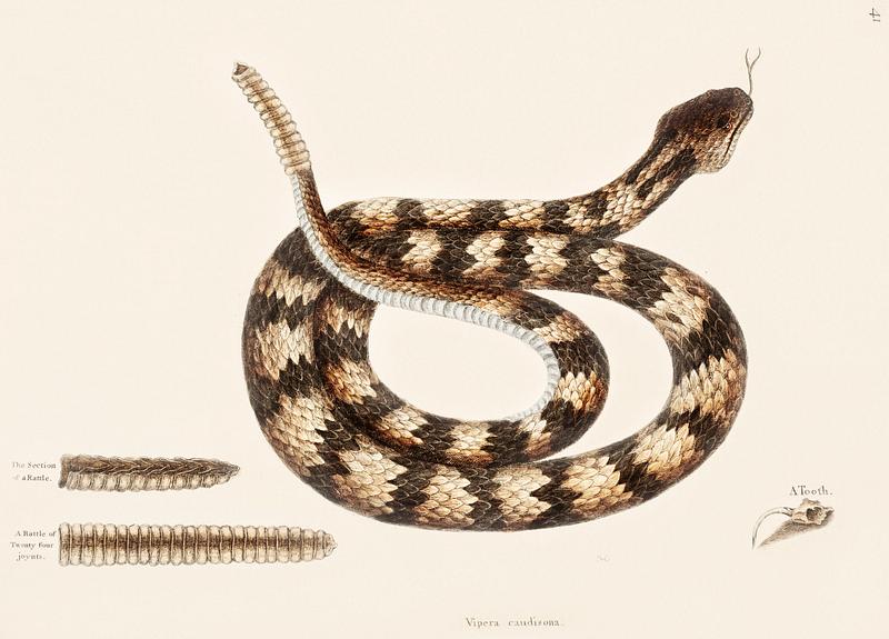Rattle Snake (Vipera caudisona) from The Natural History of Carolina, Florida, and the Bahama Islands (1754) by Mark Catesby (1683-1749). Rattle Snake (Vipera caudisona) from The Natural History of Carolina, Florida, and the Bahama Islands (1754) by Mark Catesby…