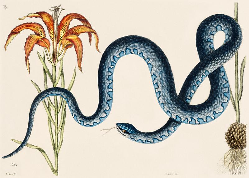 Wampum Snake (Anguis) from The Natural History of Carolina, Florida, and the Bahama Islands (1754) by Mark Catesby (1683-1749). Wampum Snake (Anguis) from The Natural History of Carolina, Florida, and the Bahama Islands (1754) by Mark Catesby (1683…