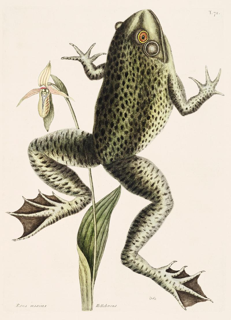 Bull Frog (Rana maxima) from The Natural History of Carolina, Florida, and the Bahama Islands (1754) by Mark Catesby (1683-1749). Bull Frog (Rana maxima) from The Natural History of Carolina, Florida, and the Bahama Islands (1754) by Mark Catesby (1683…