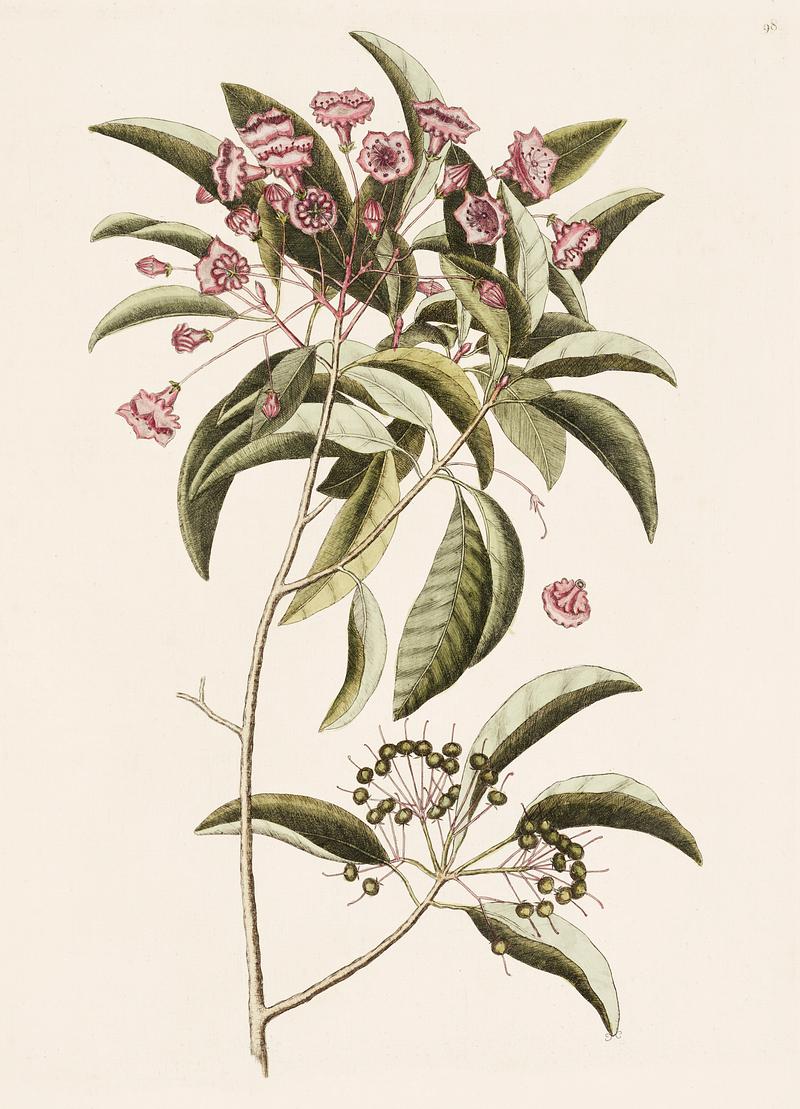 Mountain Laurel (Chamaedaphne foliis) from The Natural History of Carolina, Florida, and the Bahama Islands (1754) by Mark Catesby (1683-1749). Mountain Laurel (Chamaedaphne foliis) from The Natural History of Carolina, Florida, and the Bahama Islands (1754) by Mark…