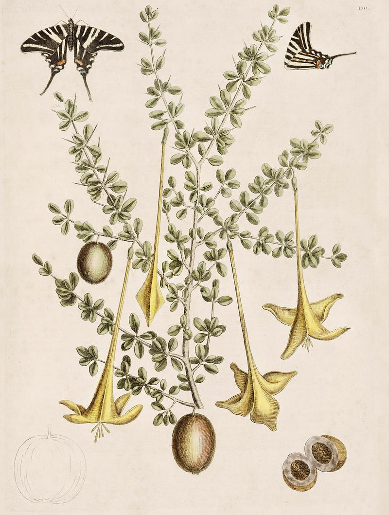 Frutex spinofus from The Natural History of Carolina, Florida, and the Bahama Islands (1754) by Mark Catesby (1683-1749). Frutex spinofus from The Natural History of Carolina, Florida, and the Bahama Islands (1754) by Mark Catesby (1683-1749).