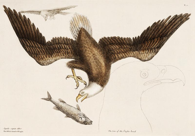 White Headed Eagle (Aquila capite albo) from The Natural History of Carolina, Florida, and the Bahama Islands (1754) by Mark Catesby (1683-1749). White Headed Eagle (Aquila capite albo) from The Natural History of Carolina, Florida, and the Bahama Islands (1754) by Mark…