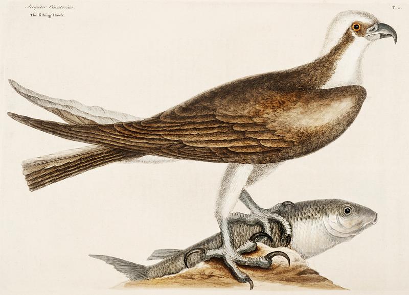 Fishing Hawk (Accipiter piscatorius) from The Natural History of Carolina, Florida, and the Bahama Islands (1754) by Mark Catesby (1683-1749). Fishing Hawk (Accipiter piscatorius) from The Natural History of Carolina, Florida, and the Bahama Islands (1754) by Mark…