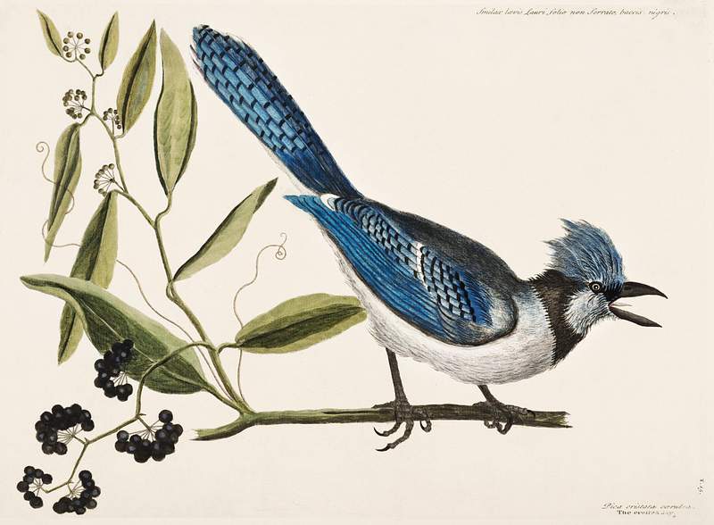 Crested Jay (Pica cristata carulea) from The… | Free public domain illustration Crested Jay (Pica cristata carulea) from The Natural History of Carolina, Florida, and the Bahama Islands (1754) by Mark…