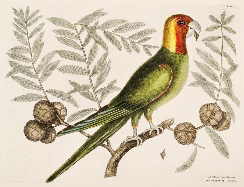 Parrot of Carolina (Psitticus Caroliniensis) from The Natural History of Carolina, Florida, and the Bahama Islands (1754) by Mark Catesby (1683-1749). Parrot of Carolina (Psitticus Caroliniensis) from The Natural History of Carolina, Florida, and the Bahama Islands (1754) by…