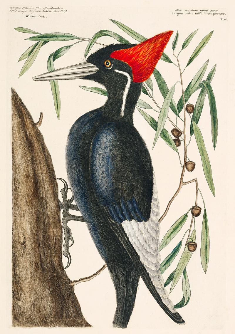 Ivory-billed Woodpecker (Campephilus principalis) from The Natural History of Carolina, Florida, and the Bahama Islands (1754) by Mark Catesby (1683-1749). Ivory-billed Woodpecker (Campephilus principalis) from The Natural History of Carolina, Florida, and the Bahama Islands…