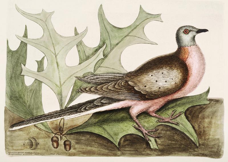 Pigeon of Passage (Palumbus Migratorius) from The Natural History of Carolina, Florida, and the Bahama Islands (1754) by Mark Catesby (1683-1749). Pigeon of Passage (Palumbus Migratorius) from The Natural History of Carolina, Florida, and the Bahama Islands (1754) by Mark…