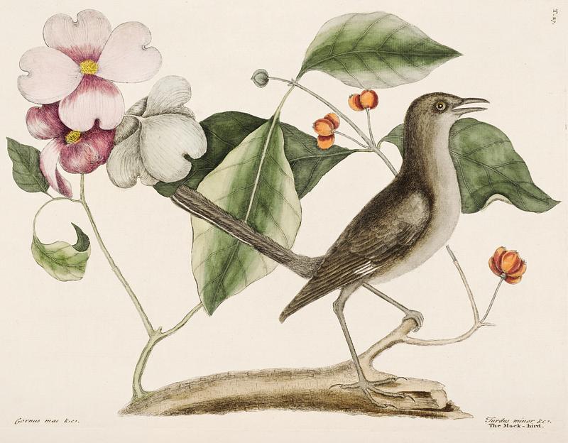 Mock Bird (Turdus minor) from The Natural History of Carolina, Florida, and the Bahama Islands (1754) by Mark Catesby (1683-1749). Mock Bird (Turdus minor) from The Natural History of Carolina, Florida, and the Bahama Islands (1754) by Mark Catesby (1683…