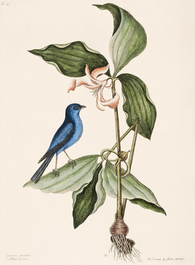 Blue Linnet (Linaria caerulea) from The Natural History of Carolina, Florida, and the Bahama Islands (1754) by Mark Catesby (1683-1749). Blue Linnet (Linaria caerulea) from The Natural History of Carolina, Florida, and the Bahama Islands (1754) by Mark Catesby…