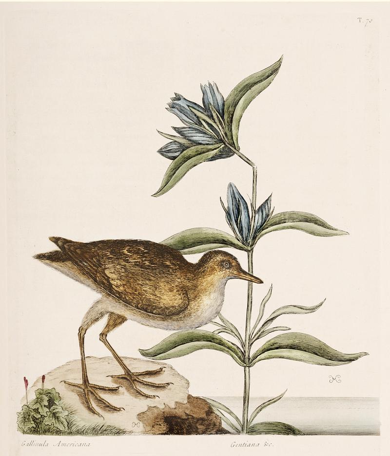 Gallinule (Gallinula americana) from The Natural History of Carolina, Florida, and the Bahama Islands (1754) by Mark Catesby (1683-1749). Gallinule (Gallinula americana) from The Natural History of Carolina, Florida, and the Bahama Islands (1754) by Mark Catesby…
