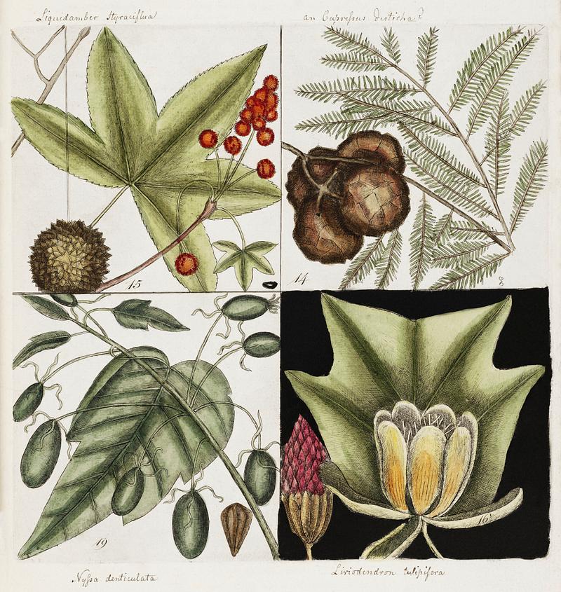 Cypress of America (Cupressus Americana), Sweet Gum Tree (Liquid-ambari arbor), Tulip Tree (Arbor tulipifera Virginiana) and Water tupelo (Arbor in aqua nascens) from The Natural History of Carolina, Florida, and the Bahama Islands (1754) by Mark Catesby (1683-1749). Cypress of America (Cupressus Americana), Sweet Gum Tree (Liquid-ambari arbor), Tulip Tree (Arbor tulipifera Virginiana) and…