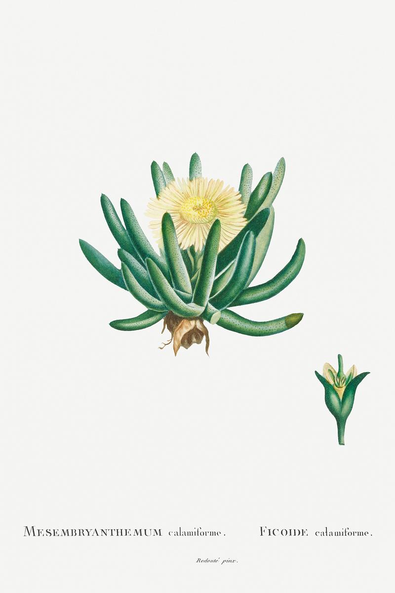 Yellow flowering succulent Mesembryanthemum Linguiforme Image from Histoire des Plantes Grasses (1799) by Pierre-Joseph Redouté. Original from…
