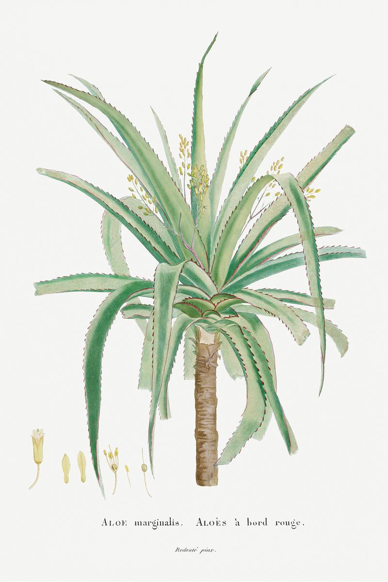 Aloe Marginalis tree Aloe Marginalis Image from Histoire des Plantes Grasses (1799) by Pierre-Joseph Redouté. Original from Biodiversity…