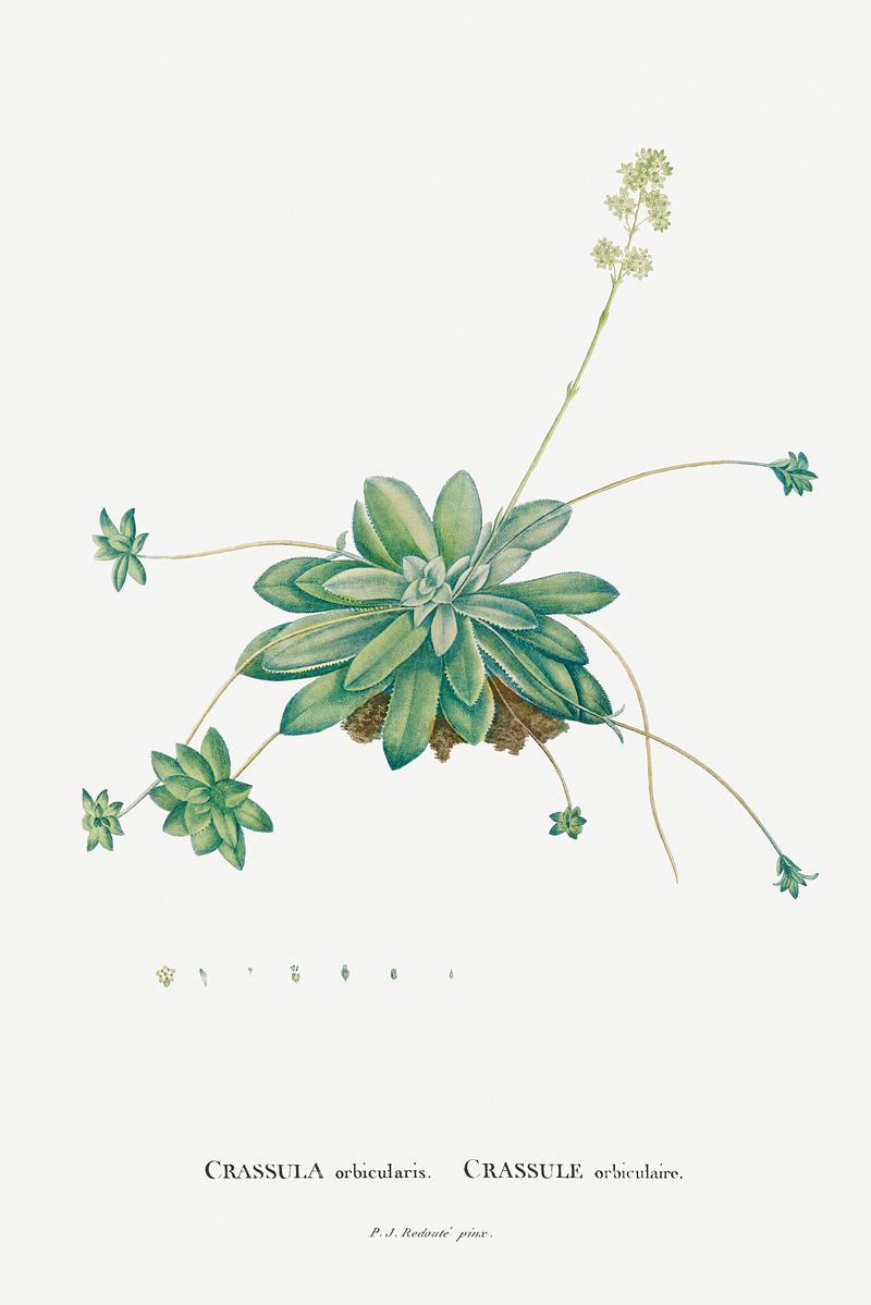 Redoute succulent illustration Crassula Orbicularis Image from Histoire des Plantes Grasses (1799) by Pierre-Joseph Redouté. Original from…