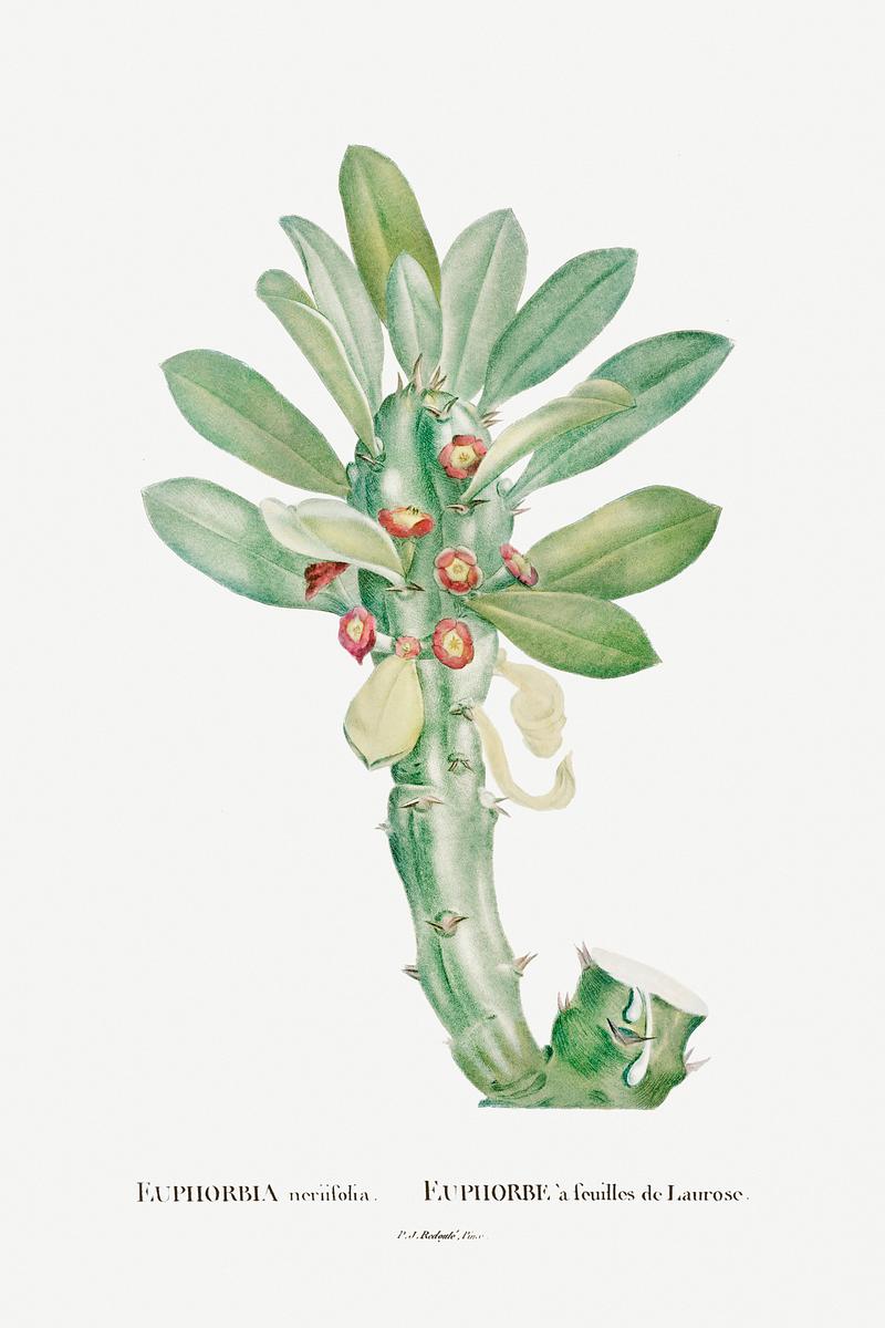 Indian Spurge tree succulent Euphorbia Neriifolia Image from Histoire des Plantes Grasses (1799) by Pierre-Joseph Redouté. Original from…