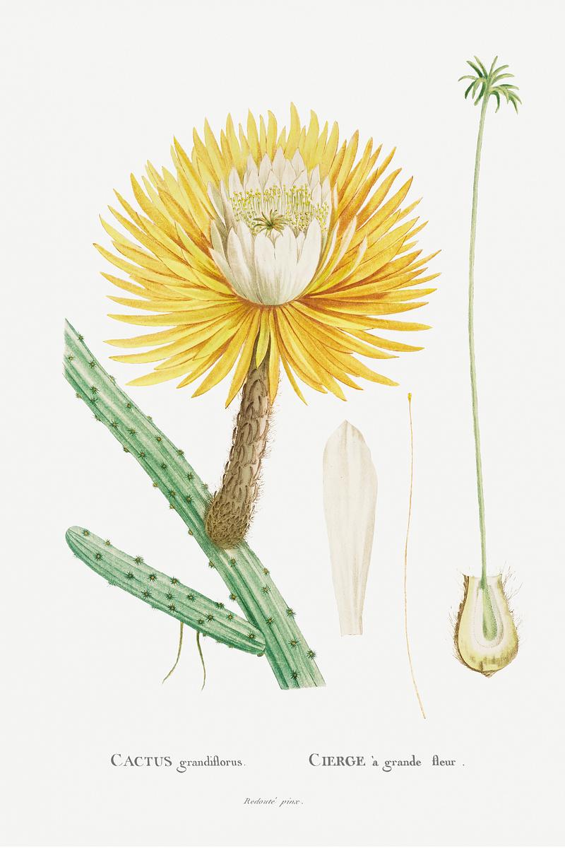 Large flowered cactus Cactus Grandiflorus Image from Histoire des Plantes Grasses (1799) by Pierre-Joseph Redouté. Original from…