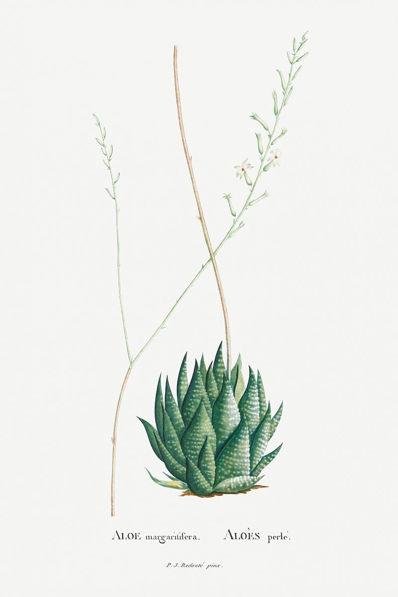 Aloe Margaritifera succulent Aloe Margaritifera Image from Histoire des Plantes Grasses (1799) by Pierre-Joseph Redouté. Original from Biodiversity…