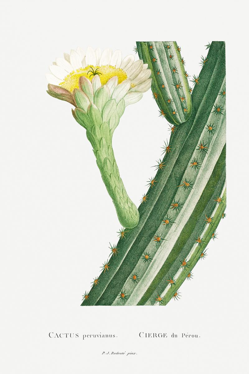 Peruvian apple cactus Cactus Peruvianus Image from Histoire des Plantes Grasses (1799) by Pierre-Joseph Redouté. Original from Biodiversity…