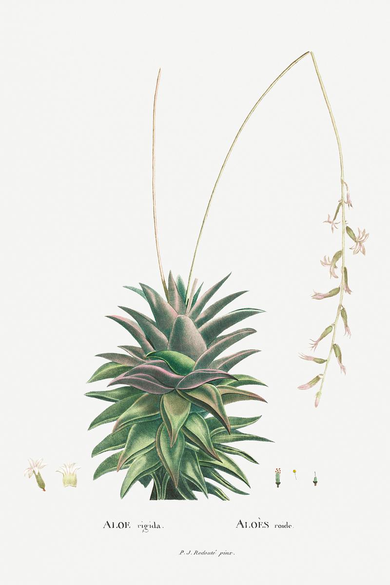 Aloe vera succulent Aloe Rigida Image from Histoire des Plantes Grasses (1799) by Pierre-Joseph Redouté. Original from Biodiversity…