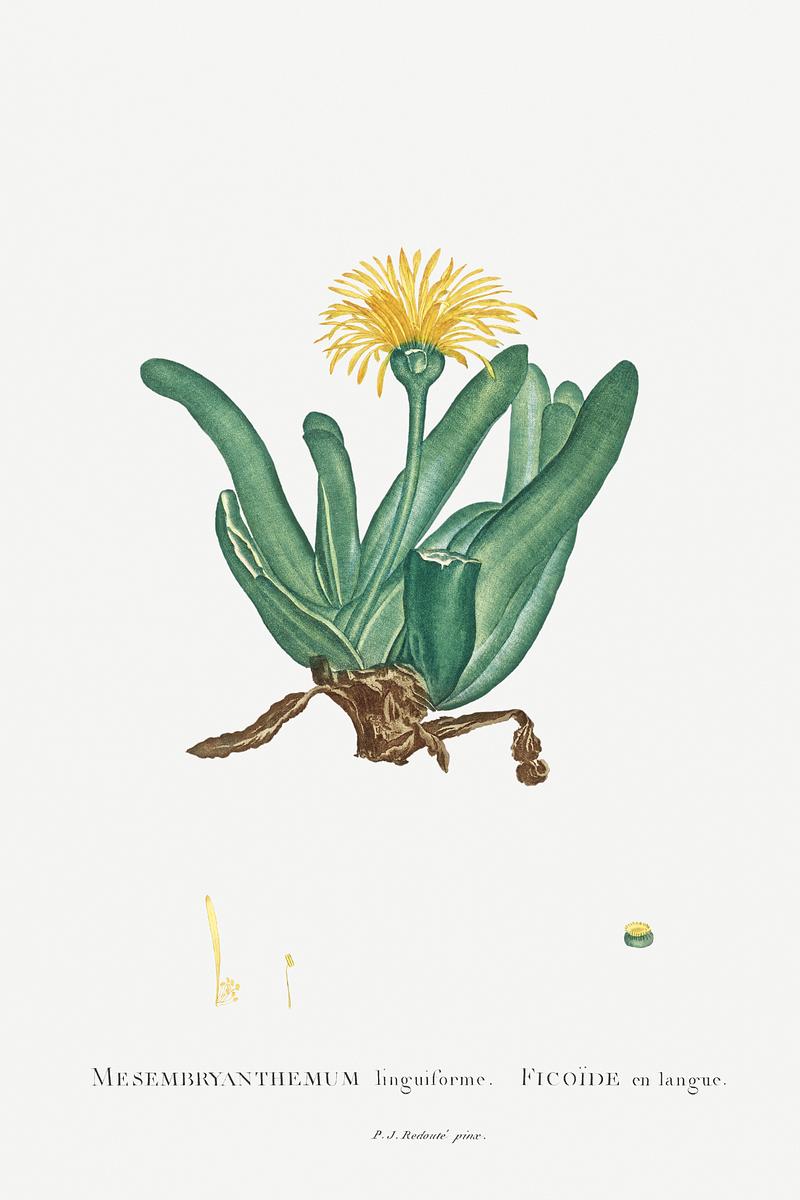 Yellow flowering succulent Mesembryanthemum Linguiforme Image from Histoire des Plantes Grasses (1799) by Pierre-Joseph Redouté. Original from…