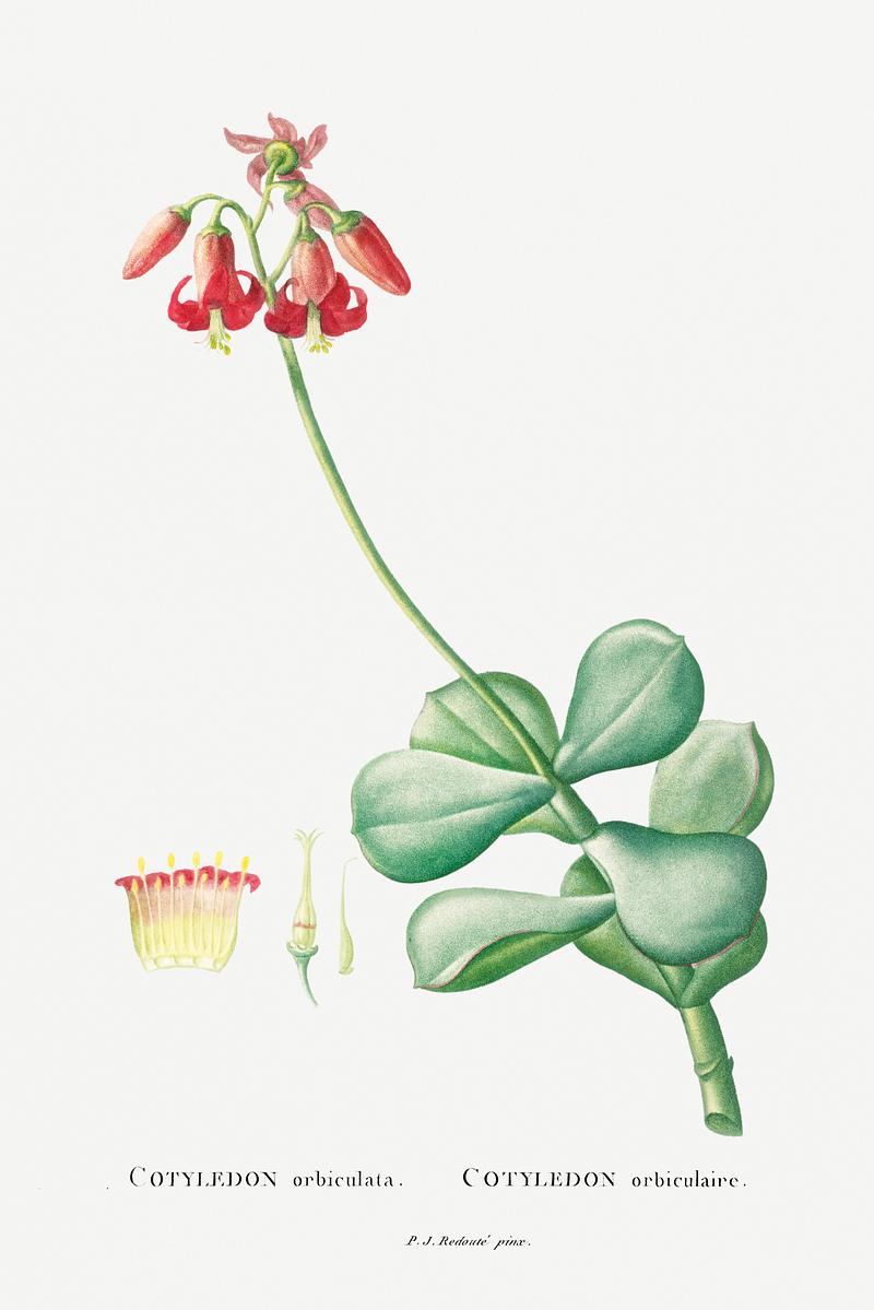 Round leafed navel wort Cotyledon Orbiculata Image from Histoire des Plantes Grasses (1799) by Pierre-Joseph Redouté. Original from…