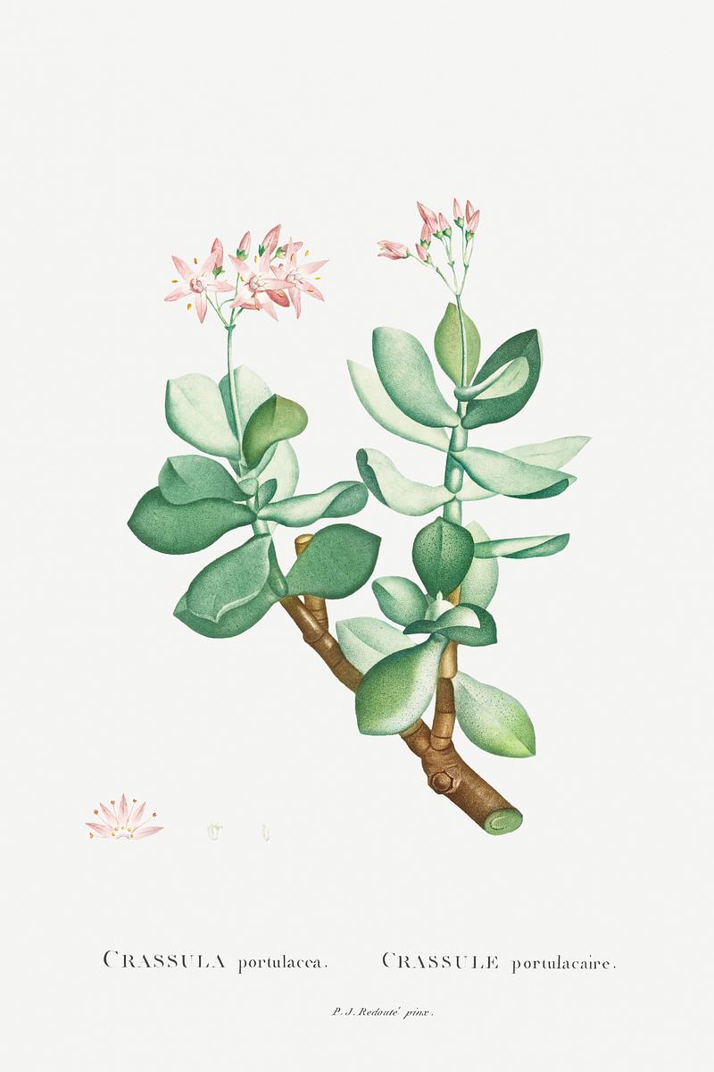 Jade plant succulent Crassula Portulacea Image from Histoire des Plantes Grasses (1799) by Pierre-Joseph Redouté. Original from…