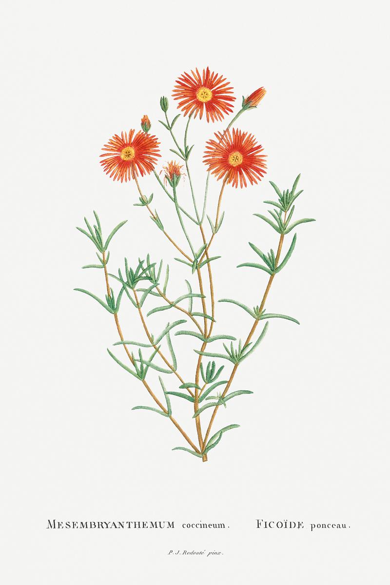 Red daisy flowers Mesembryanthemum Coccineum Image from Histoire des Plantes Grasses (1799) by Pierre-Joseph Redouté. Original from…
