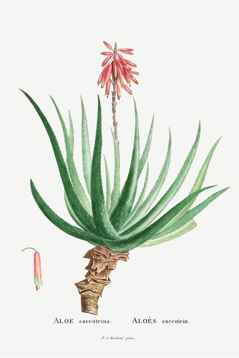 Aloe perryi succulent | Free public domain illustration Aloe Socotrina Image from Histoire des Plantes Grasses (1799) by Pierre-Joseph Redouté. Original from Biodiversity…