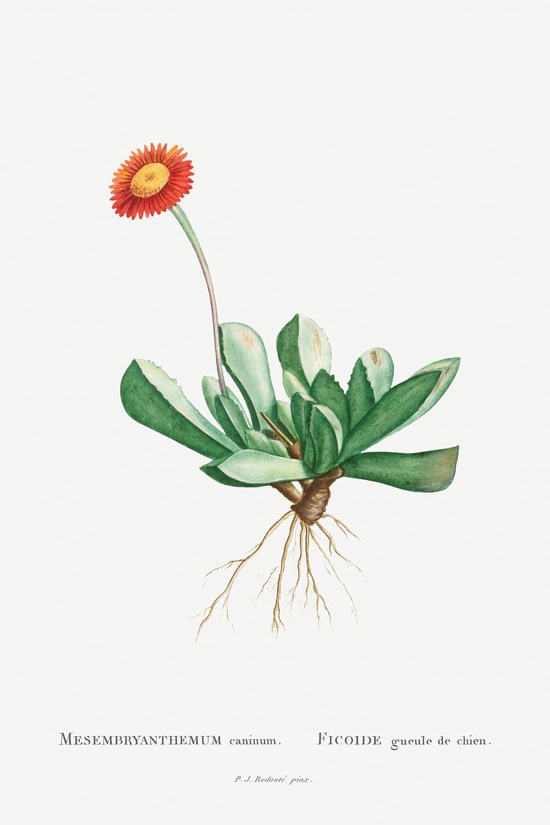 Flowering succulent plant Mesembryanthemum Caninum Image from Histoire des Plantes Grasses (1799) by Pierre-Joseph Redouté. Original from…