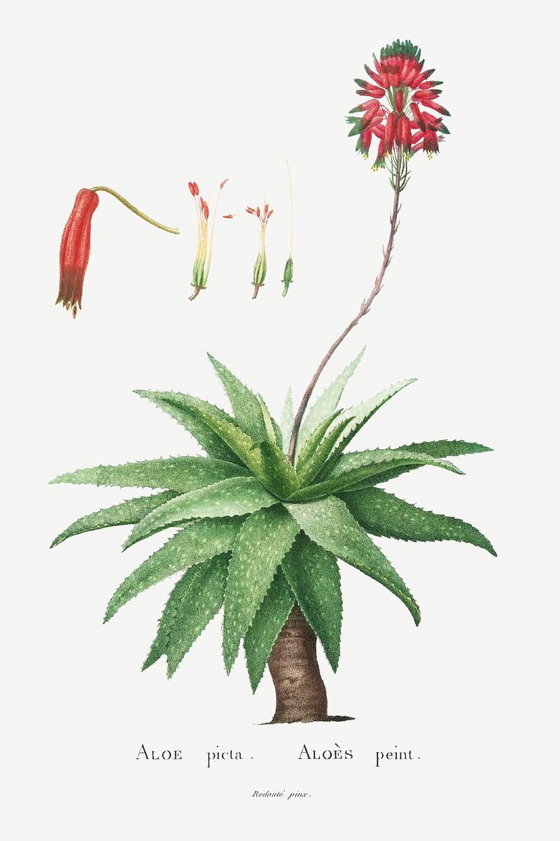 Soap aloe plant Aloe Picta Image from Histoire des Plantes Grasses (1799) by Pierre-Joseph Redouté. Original from Biodiversity…