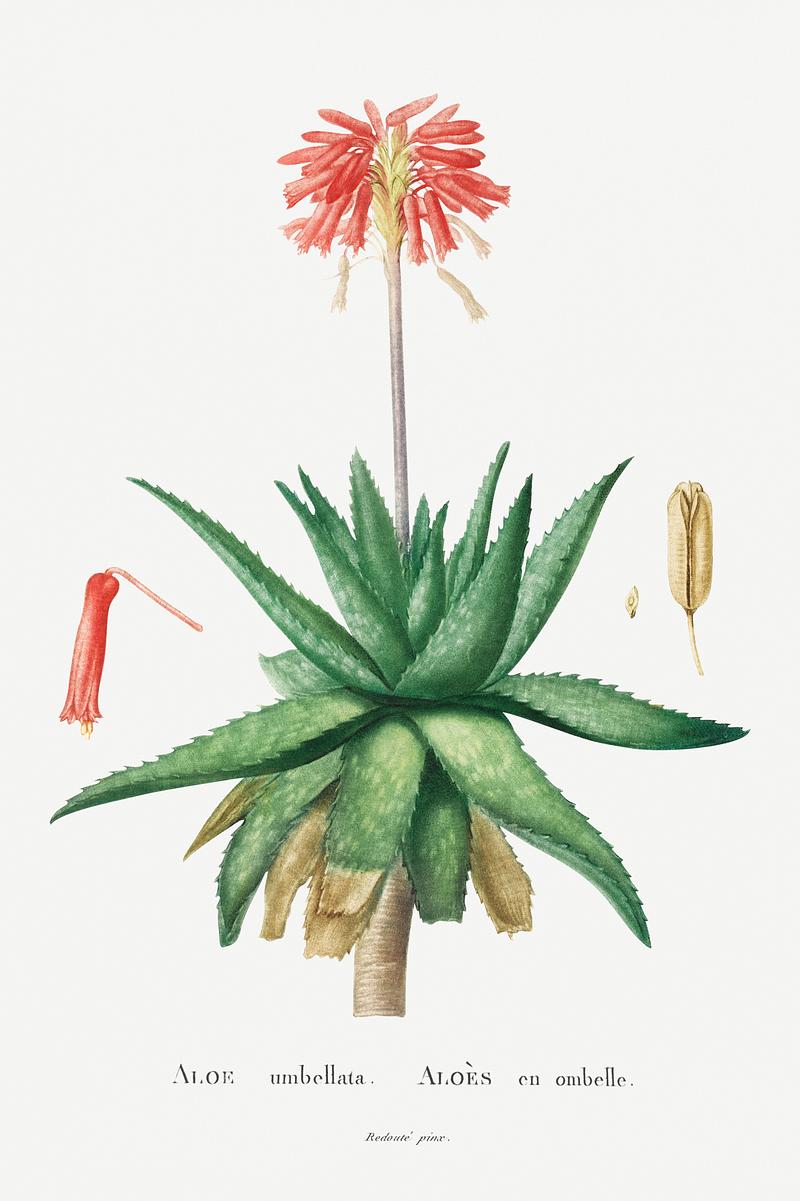 Flowering aloe plant Aloe Umbellata Image from Histoire des Plantes Grasses (1799) by Pierre-Joseph Redouté. Original from Biodiversity…