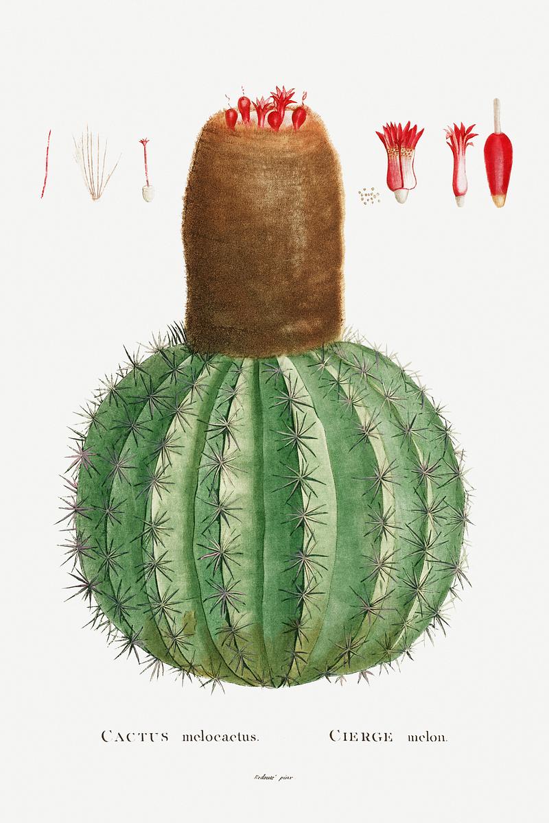 Turk's cap cactus Cactus Melocactus Image from Histoire des Plantes Grasses (1799) by Pierre-Joseph Redouté. Original from Biodiversity…