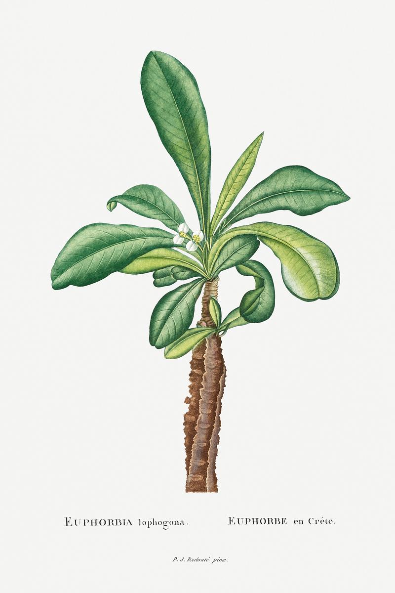 Redoute succulent illustration Euphorbia Lophogona Image from Histoire des Plantes Grasses (1799) by Pierre-Joseph Redouté. Original from…