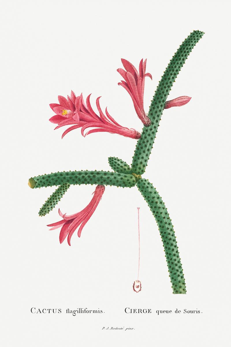 Flowering rattail Cactus Cactus Flagelliformis Image from Histoire des Plantes Grasses (1799) by Pierre-Joseph Redouté. Original from…