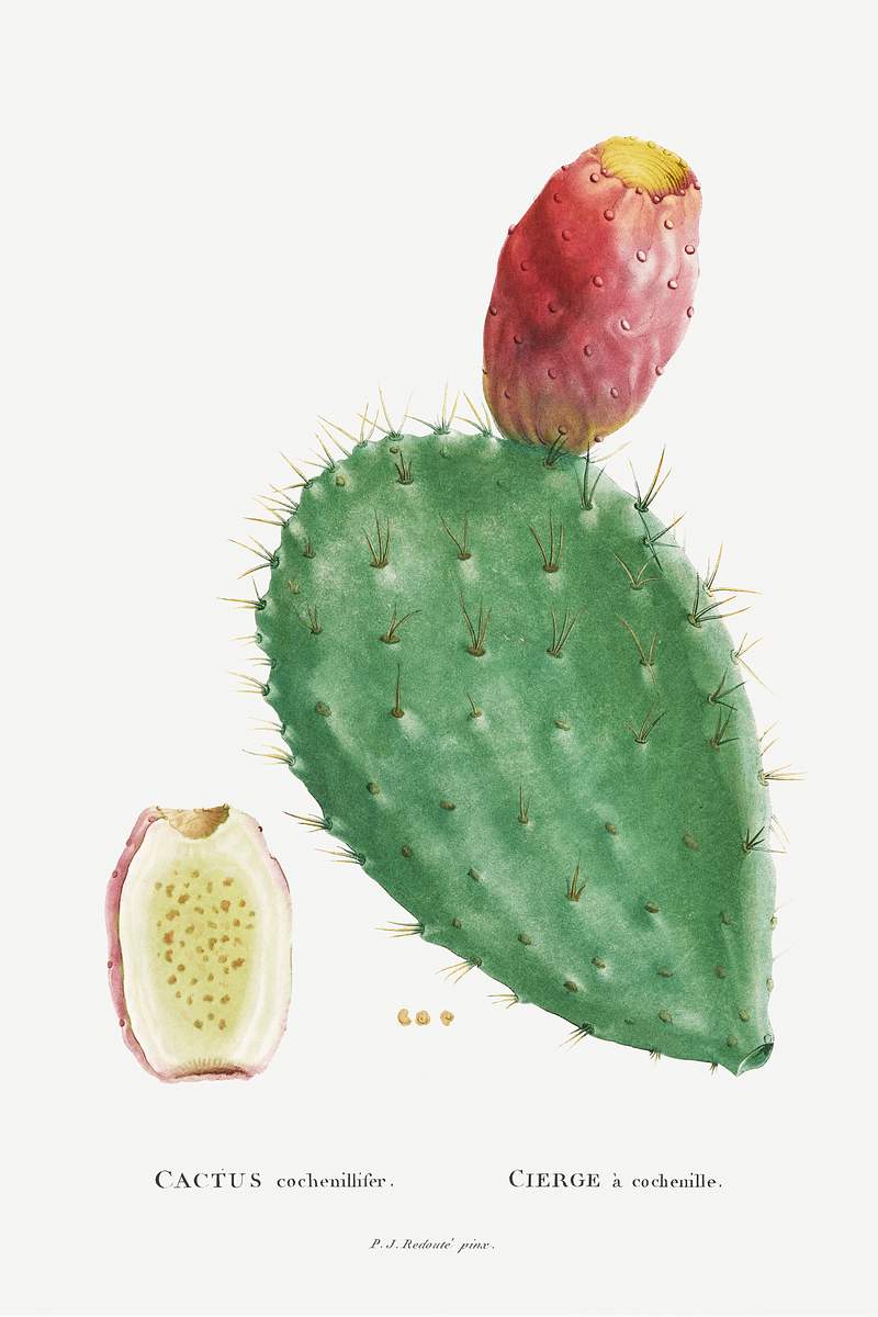 Prickly Pear Cactus Images | Free Photos, PNG Stickers, Wallpapers &  Backgrounds - rawpixel