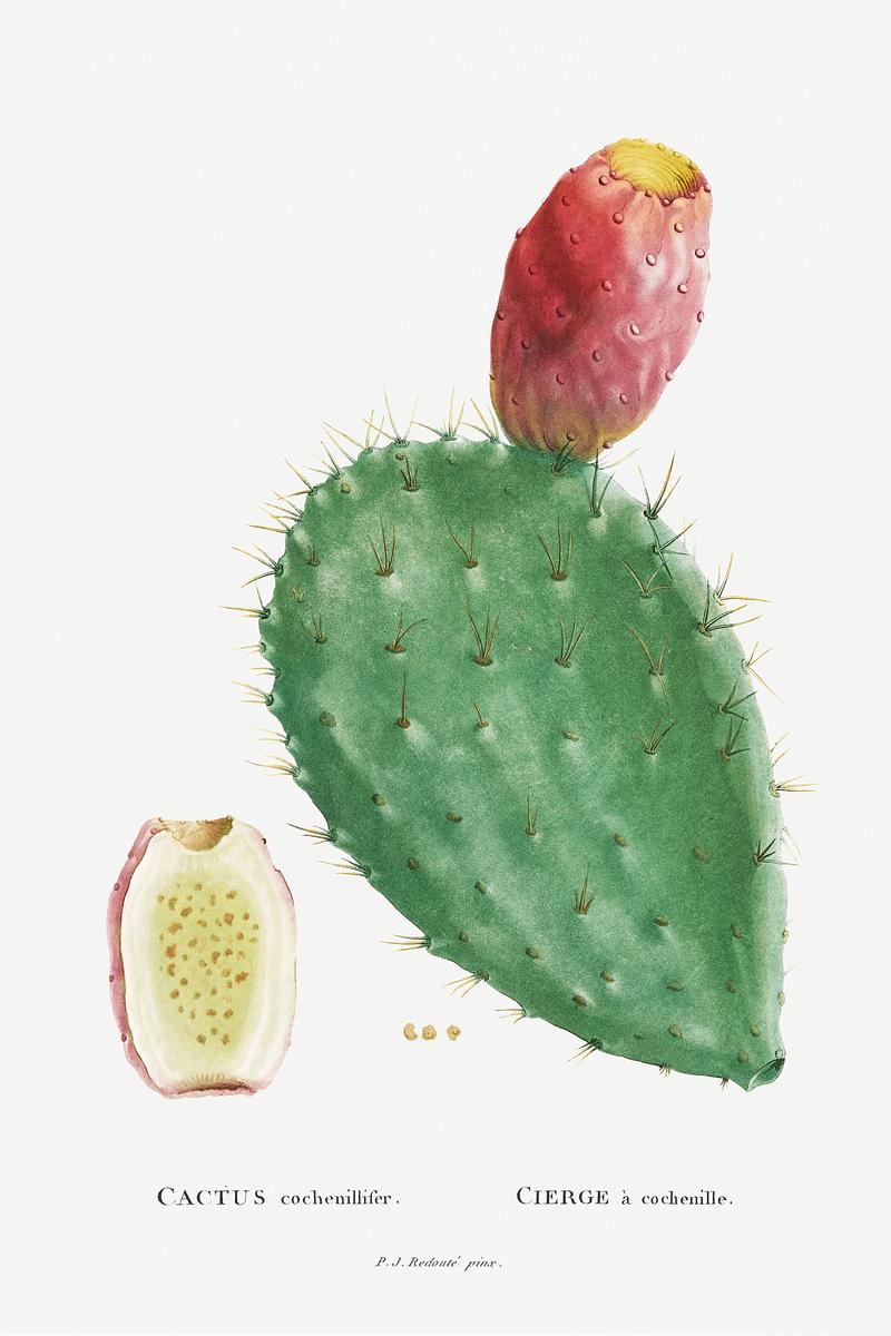 Prickly pear cactus Cactus Cochenillifer Image from Histoire des Plantes Grasses (1799) by Pierre-Joseph Redouté. Original from…