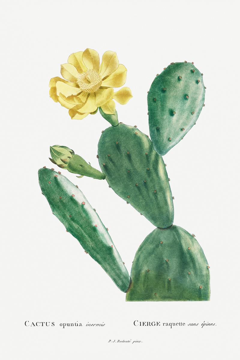 Flowering Opuntia cactus Cactus Opuntia Inermis Image from Histoire des Plantes Grasses (1799) by Pierre-Joseph Redouté. Original from…