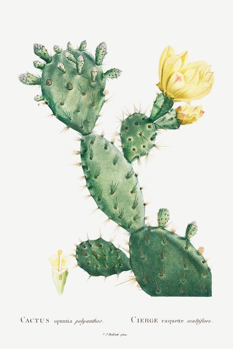 Aloe Opuntia Polyanthos Image from Histoire des Plantes Grasses (1799) by Pierre-Joseph Redouté. Original from…