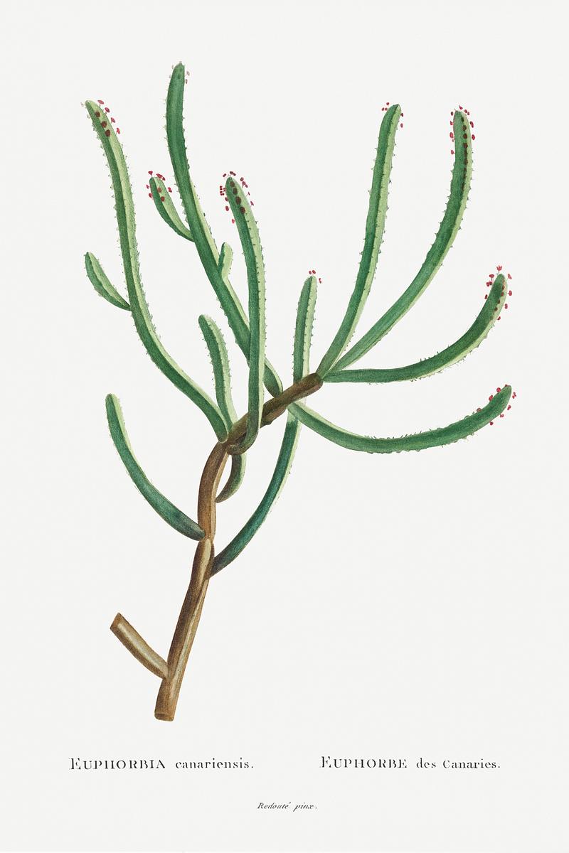 Canary Island spurge Euphorbia Canariensis Image from Histoire des Plantes Grasses (1799) by Pierre-Joseph Redouté. Original from…