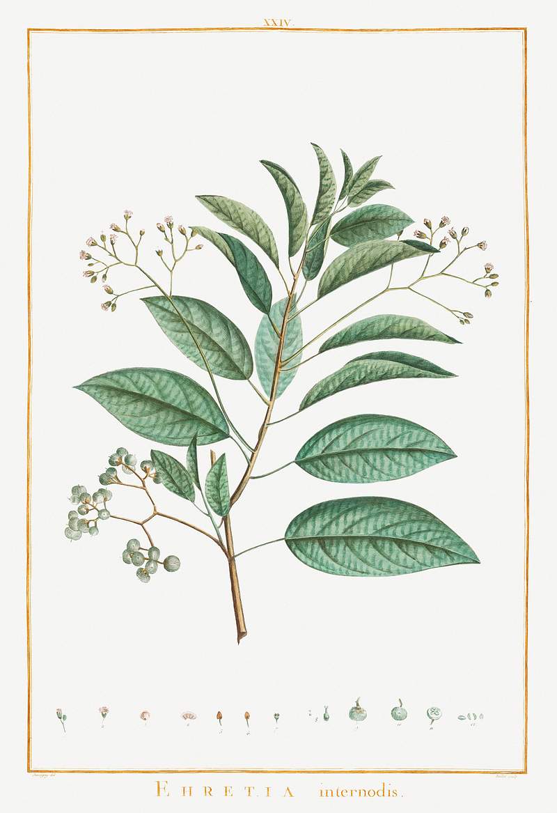 Ehretia Internodis Image from Stirpes Novae aut Minus Cognitae (1784) by Pierre-Joseph Redouté and Charles Louis…