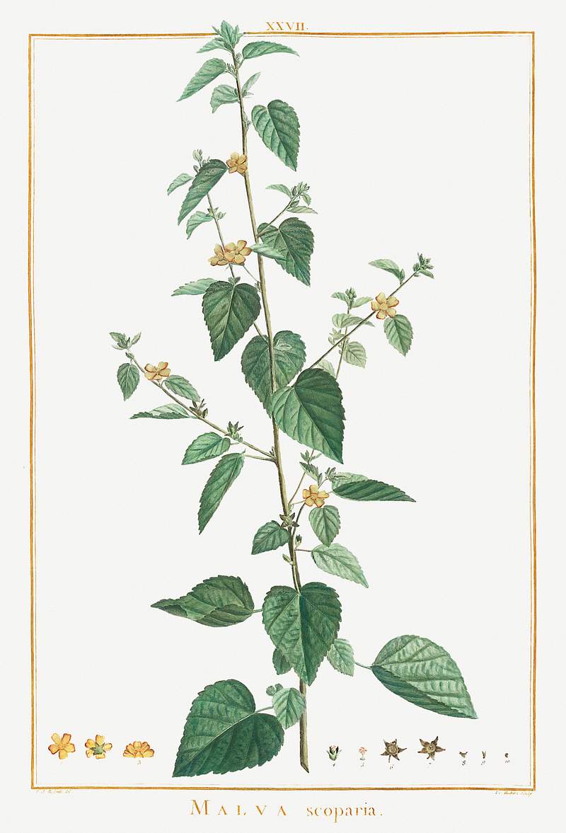 Ehretia Internodis Image from Stirpes Novae aut Minus Cognitae (1784) by Pierre-Joseph Redouté and Charles Louis…