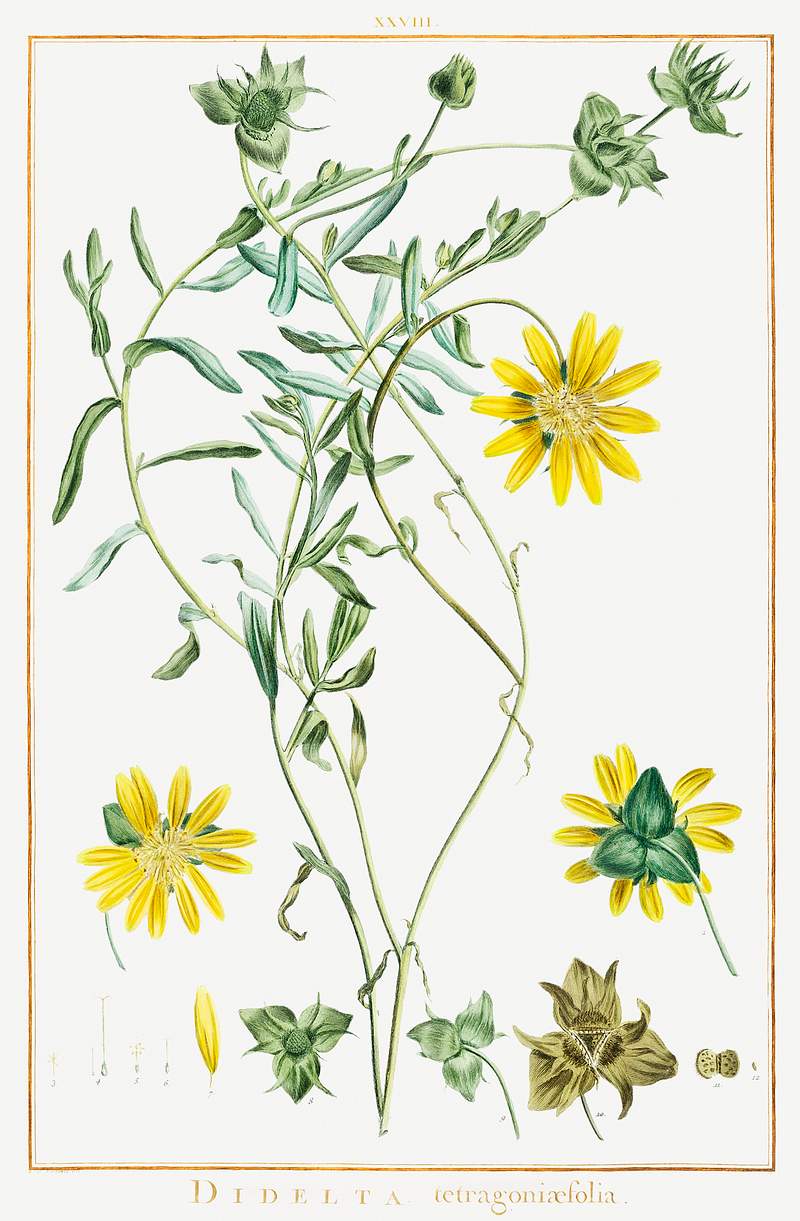 Didelta Tetragoniaefolia Image from Stirpes Novae aut Minus Cognitae (1784) by Pierre-Joseph Redouté and Charles Louis…