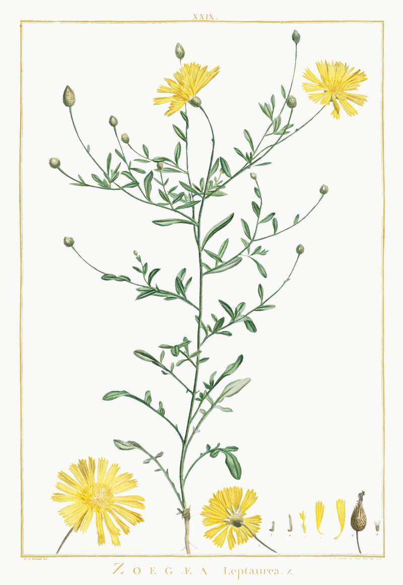 Zoegaea Leptaurea Image from Stirpes Novae aut Minus Cognitae (1784) by Pierre-Joseph Redouté and Charles Louis…