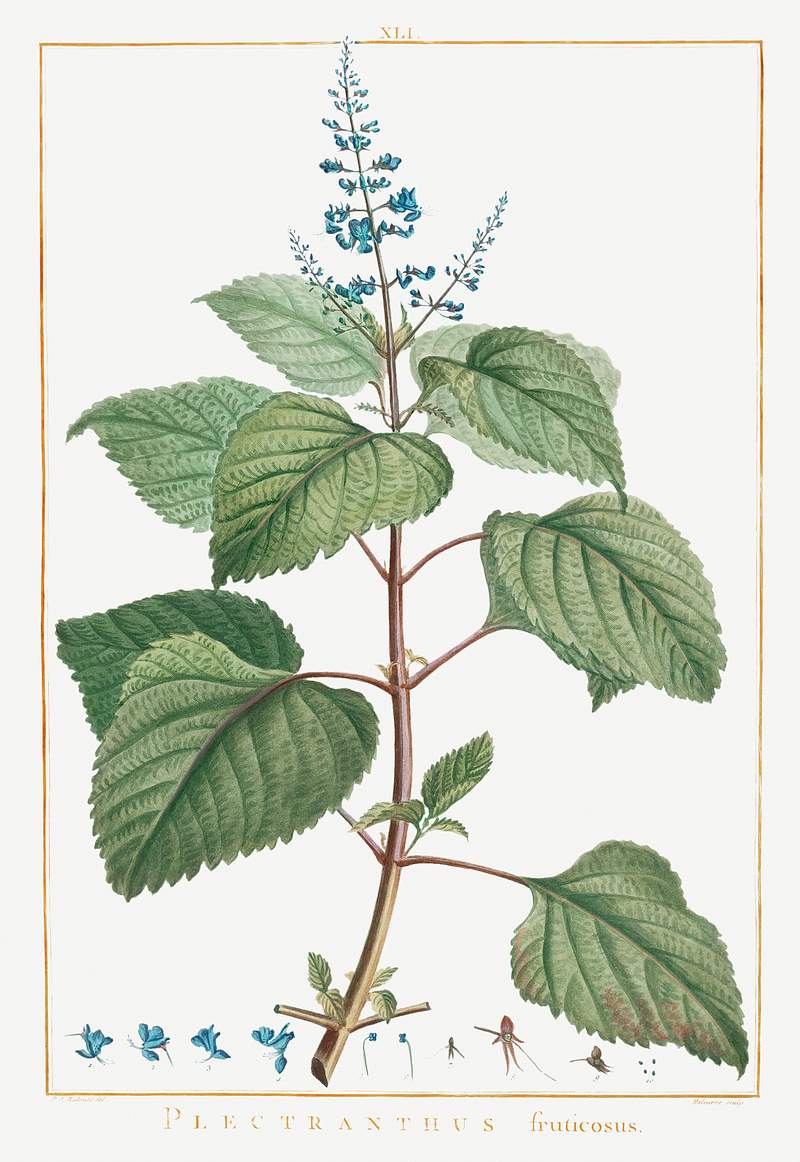 Plectranthus Fruticosus Image from Stirpes Novae aut Minus Cognitae (1784) by Pierre-Joseph Redouté and Charles Louis…