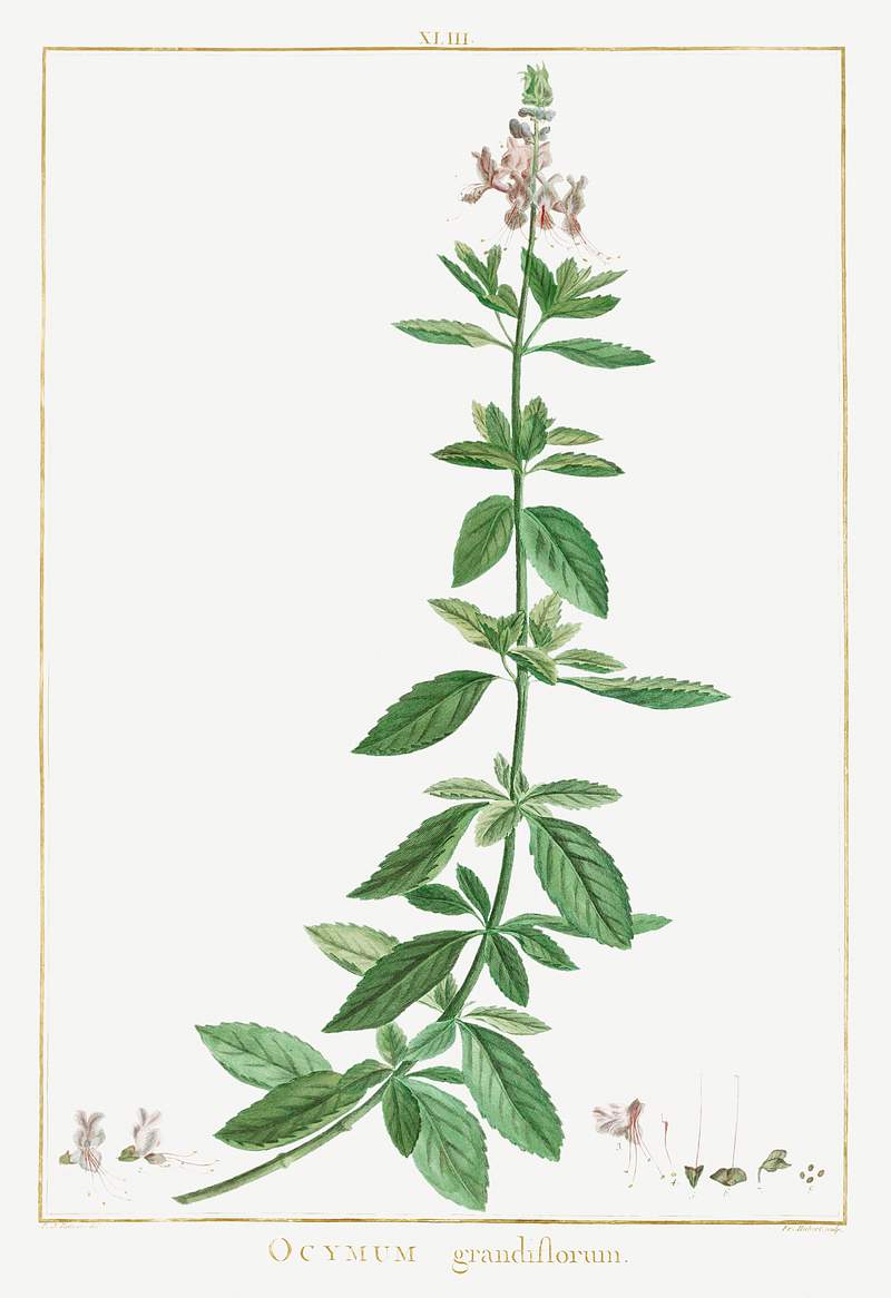Ocimum Grandiflorum Image from Stirpes Novae aut Minus Cognitae (1784) by Pierre-Joseph Redouté and Charles Louis…