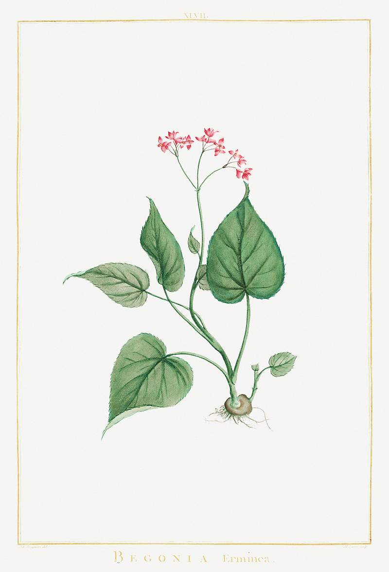 Begonia Erminea Image from Stirpes Novae aut Minus Cognitae (1784) by Pierre-Joseph Redouté and Charles Louis…